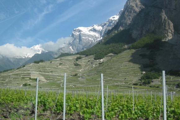 A patchwork of Swiss vineyards in the Valais, near Chamoson. Credit: Copyright 2015 Sue Style
