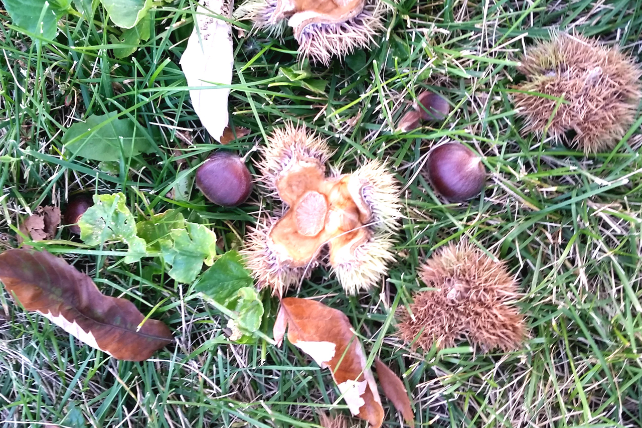 Chestnuts drop to the ground when ripe, protected by their spiny coats. Credit: Copyright 2015 Amanda Christenson