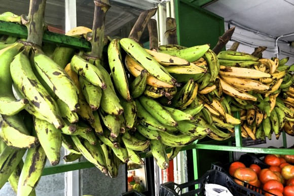 Green and yellow plantains at Carniceria Mimi in Canas, Costa Rica. Credit: Copyright 2015 David Latt
