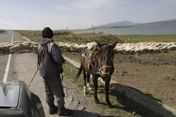 Sheep are herded across a road in Meskhetia, Georgia, in the southern Caucasus mountains. Credit: Copyright 2015 Carla Capalbo