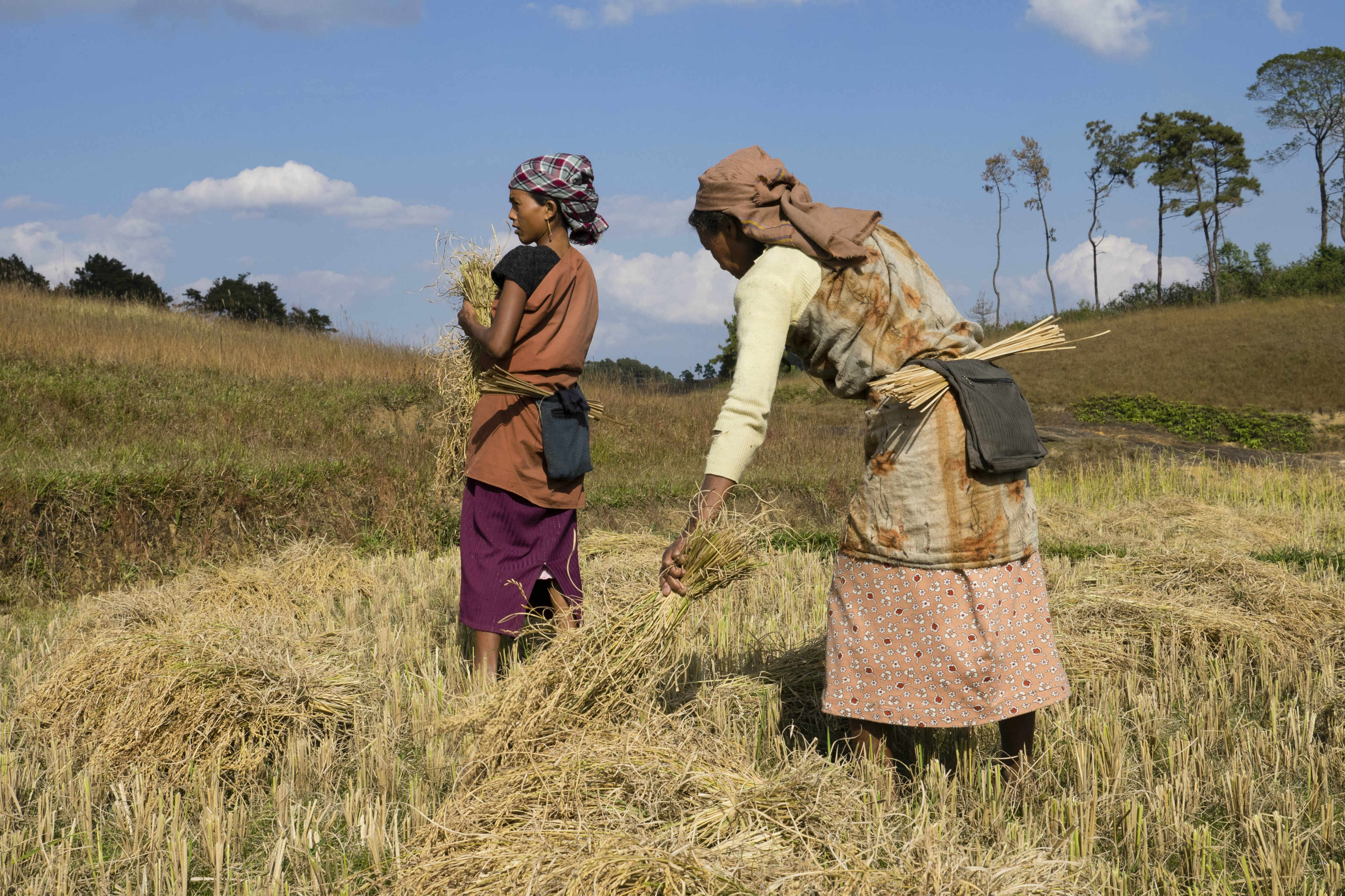 Women bundle freshly cut rice for threshing in Mosakhia. Credit: Copyright 2015 Carla Capalbo