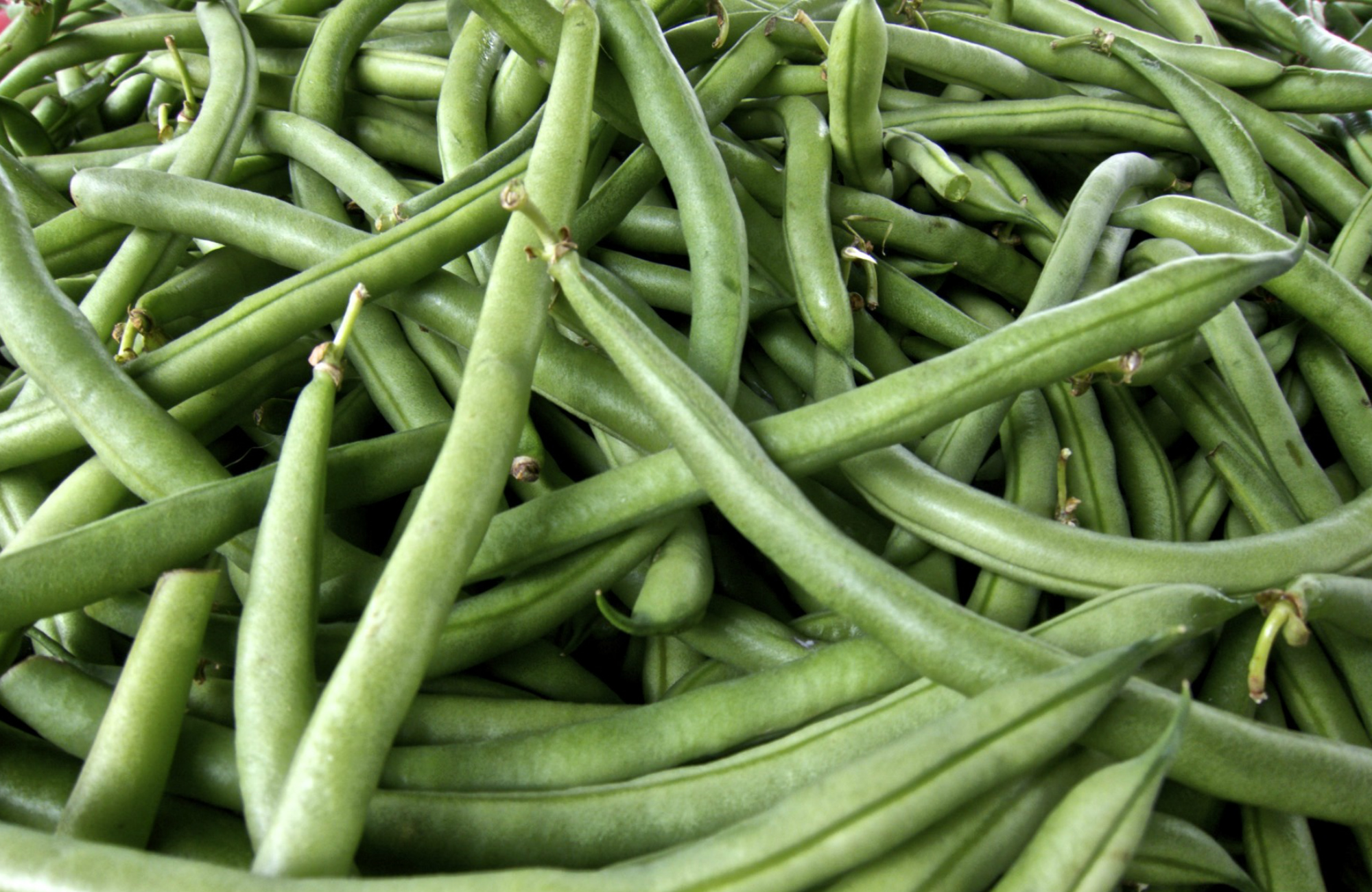 Green beans. Copyright 2016 David Latt