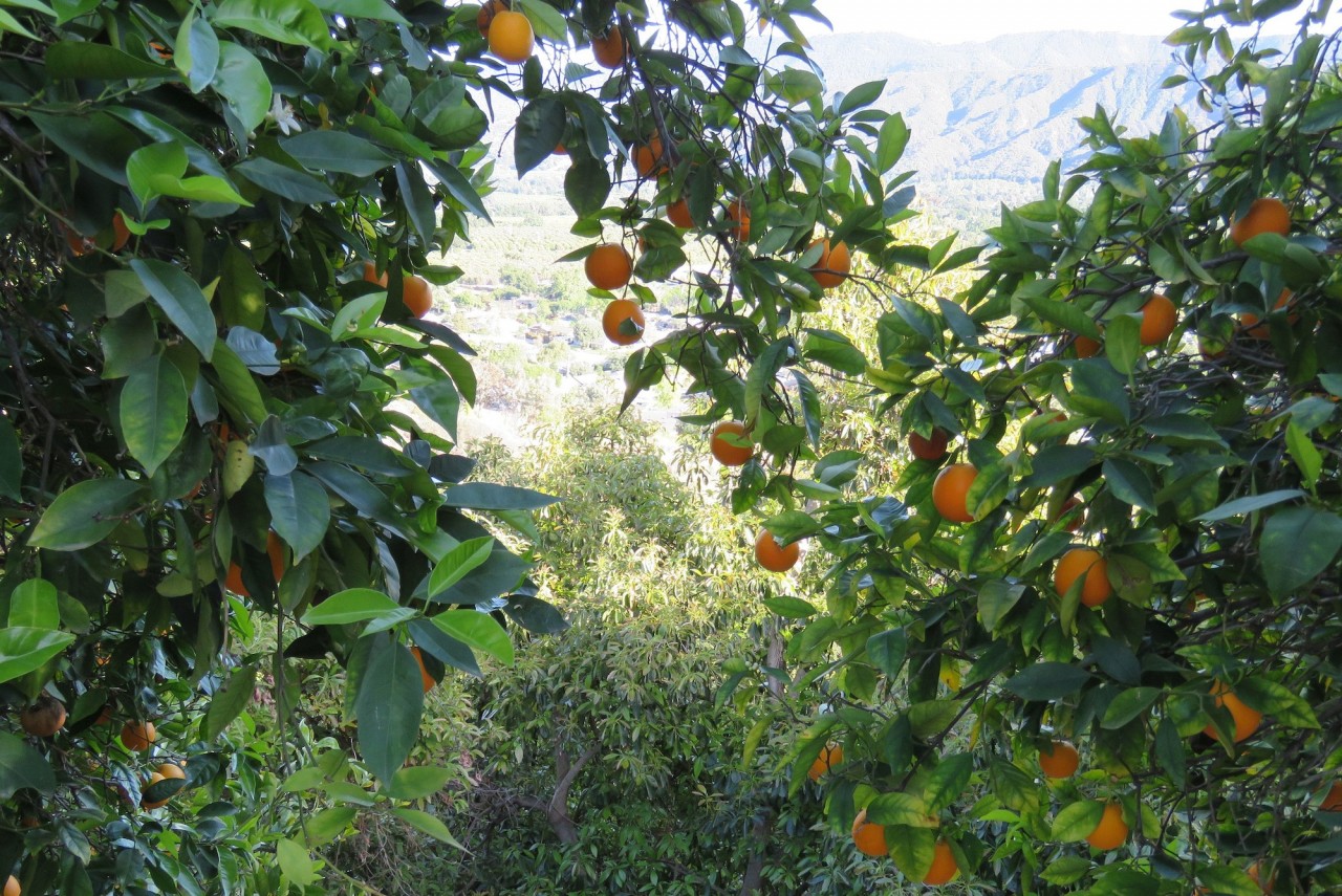 A view of the Ojai Valley. Credit: Copyright 2016 Dana Rebmann