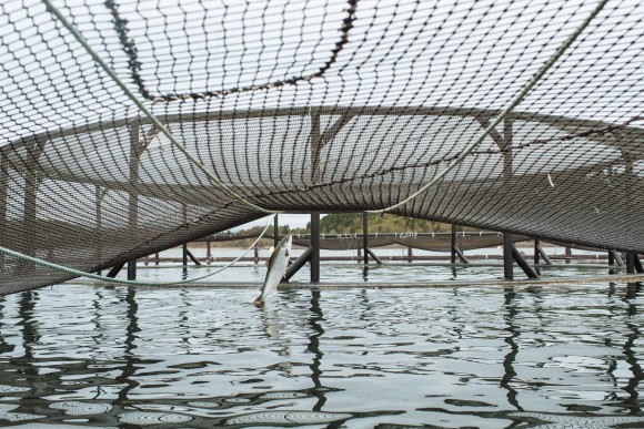 A salmon leaping in a cage. Credit: Copyright 2016 courtesy of Cooke Aquaculture