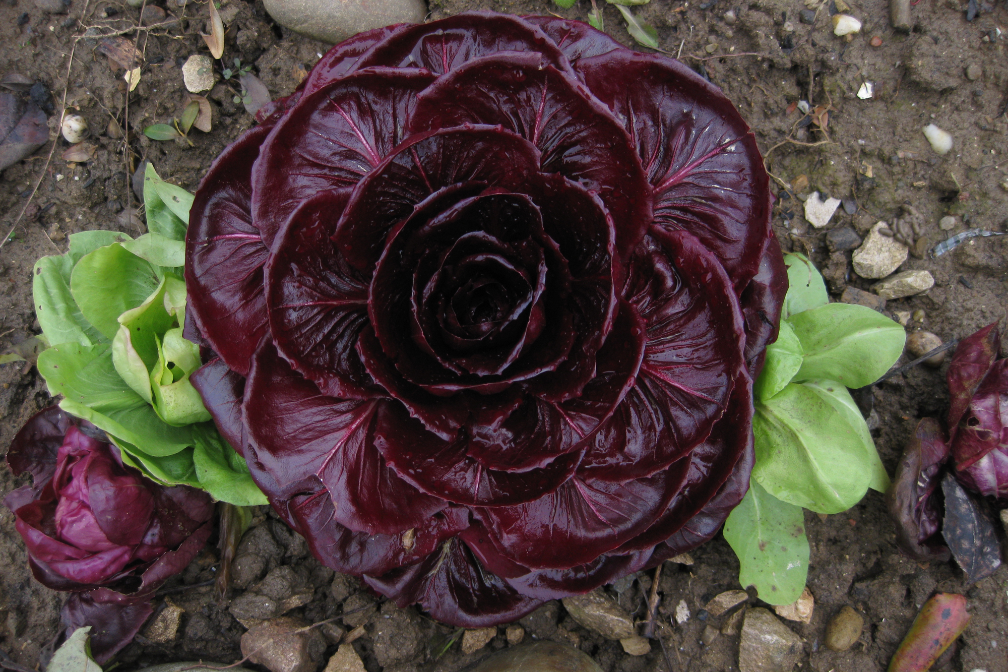 Chicory Greens, Hot Or Cold, Evoke Season’s Extremes Image