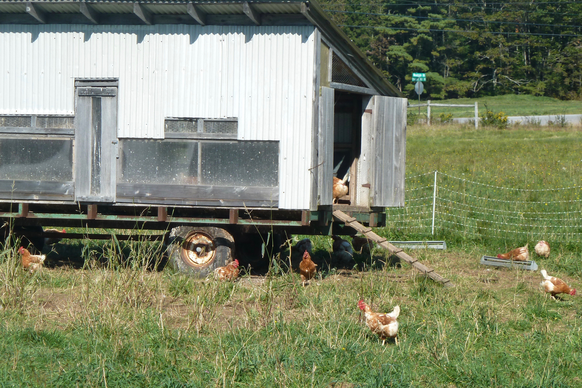 Spring chickens and their hen house. Credit: Copyright 2016 Nancy Harmon Jenkins