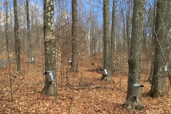 Maple trees primed for sugaring. Credit: Copyright 2016 Katherine Leiner