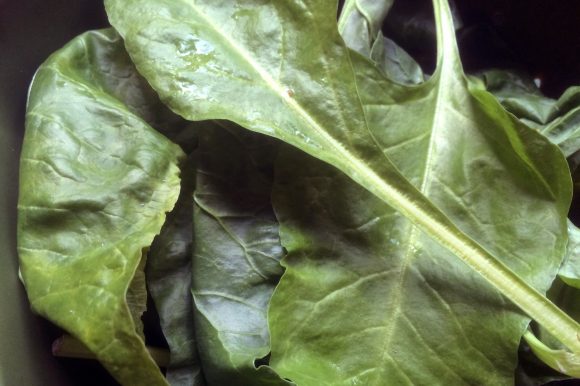 Fresh spinach. Credit: Copyright 2016 Clarissa Hyman