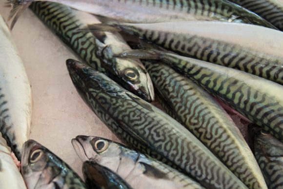 Fresh mackerel. Credit: Copyright 2016 Kathy Hunt