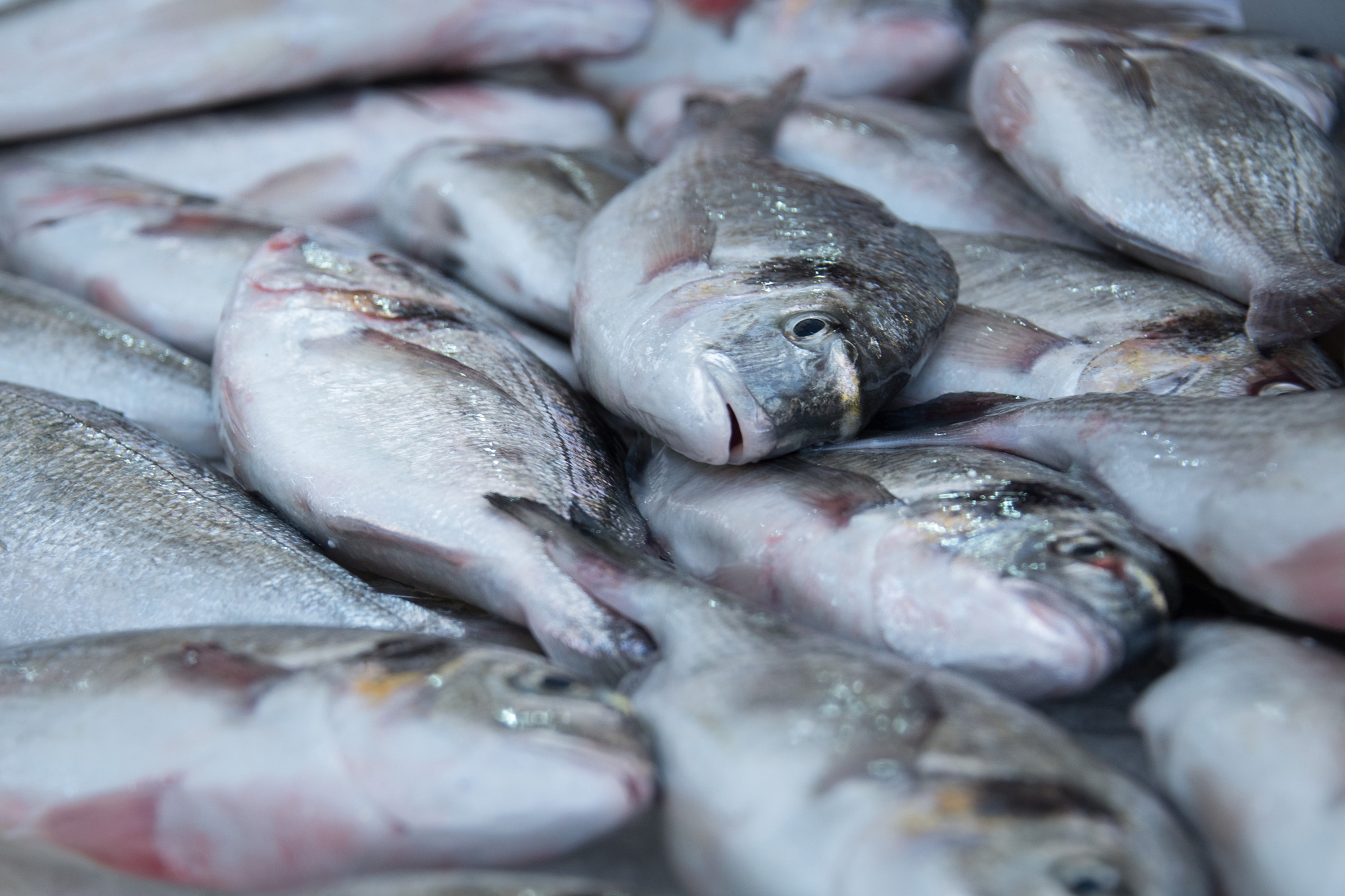 A barrel of fish. Credit: Copyright 2016 Kathy Hunt