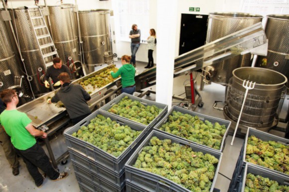 In London Cru's urban winery, workers led by winemaker Gavin Monery prepare Chardonnay grapes for pressing. Credit: Ian Sterling/London Cru