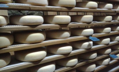 Cheeses age in the cellar at Formatgeria Mas d’Eroles. Credit: Copyright 2017 Sue Style