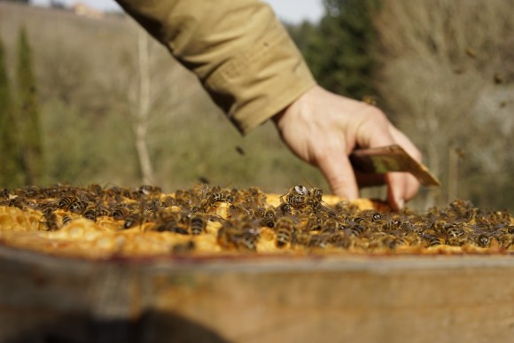 Traditional beekeeping ways are used in Oregon.