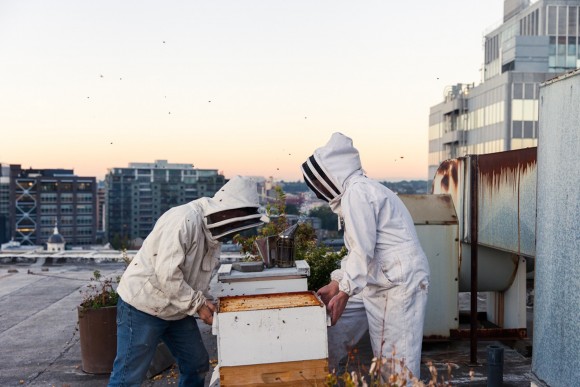 Bee hives are set in Portland.