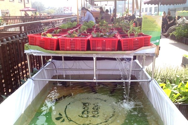 An aquaponics set showing how fish and vegetables can grow together, as part of the Food Loop in Beijing. Credit: Manuela Zoninsein