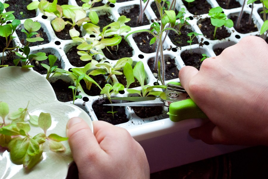 Six tips that will help your kids have fun with gardening this summer. Credit: Copyright 2015 Susan Lutz