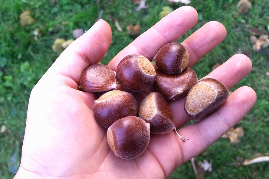 After nearing extinction, American chestnuts are poised for a comeback. Credit: Copyright 2015 Amanda Christenson