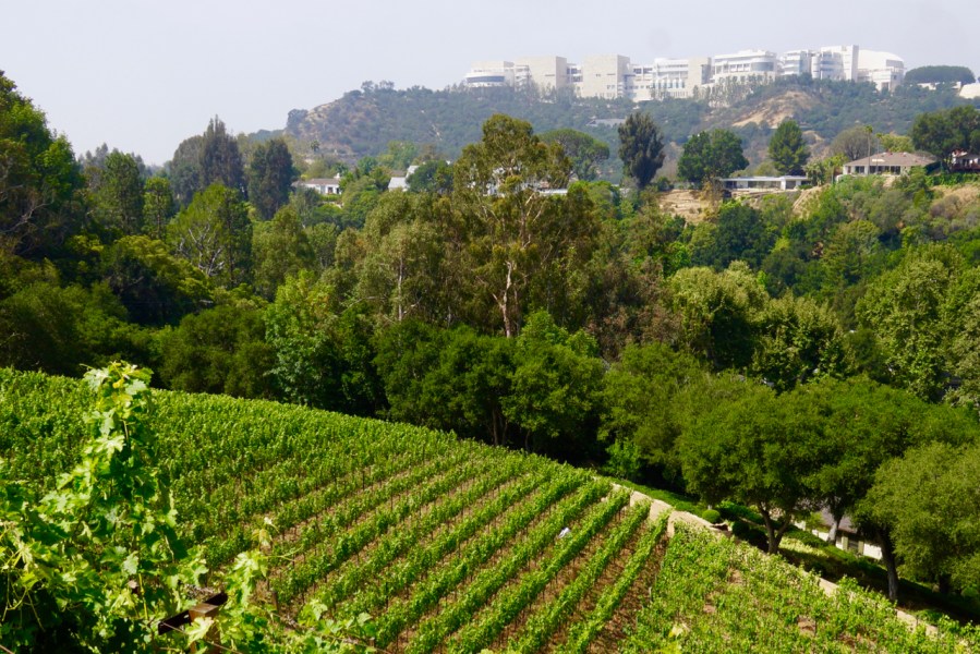 A view of the Getty Center from the top of Moraga’s Bel Air vineyards. Credit: Copyright 2016 Zester Media